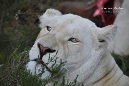 Inkwenkwezi de witte leeuwen gespot