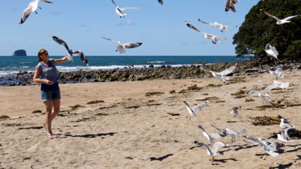 Feeding seagulls in New Zealand