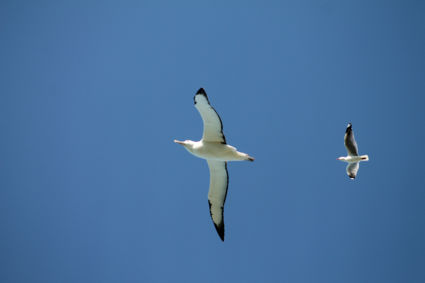 Twee vogels in één klap! Albatross versus zeemeeuw