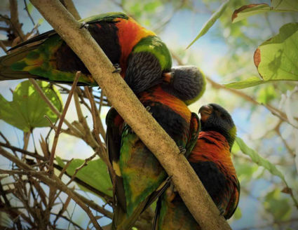 beautiful birds in a beautiful country