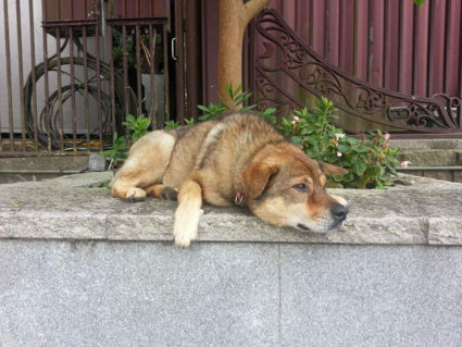 One of the doggs at Big Bhudda near Hong Kong