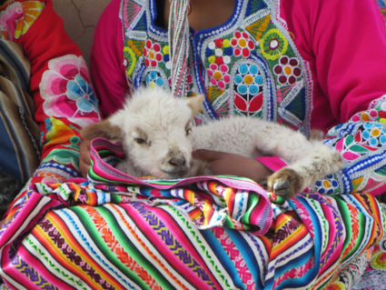 Baby alpaca in kleurrijk Cusco