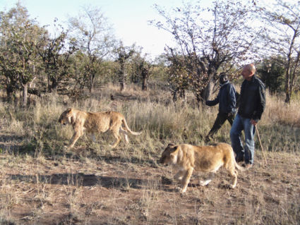 Victoria Fals , lion walk.