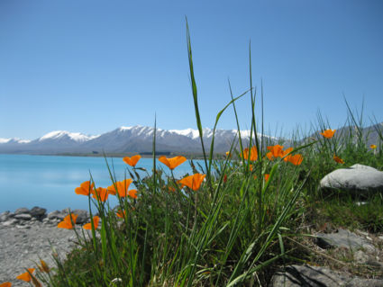 Lente in Lake Tekapo