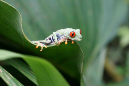 Red eyed tree frog (Costa Rica)