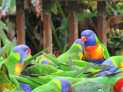 Parrots ( birdfeeding)