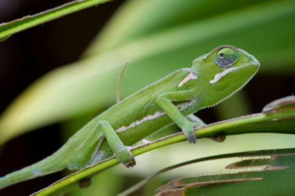 Fifty shades of green