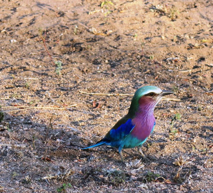 It's just a bird - Krugerpark Zuid-Afrika