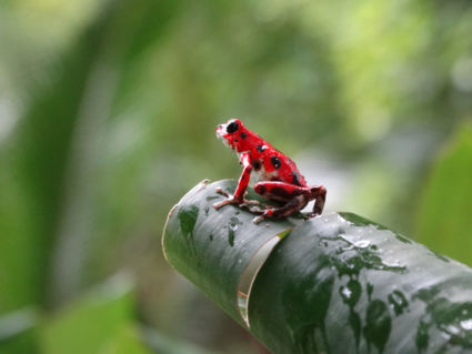 Aardbeikikkertje in panama