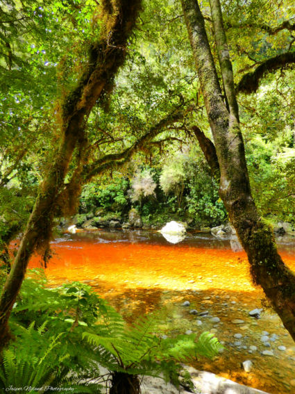 Golden waters at the Oparara river!