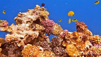De mooie kleurrijke onderwaterwereld van de Rode zee