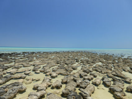 Stromatolieten, Shark Bay, Western Australia