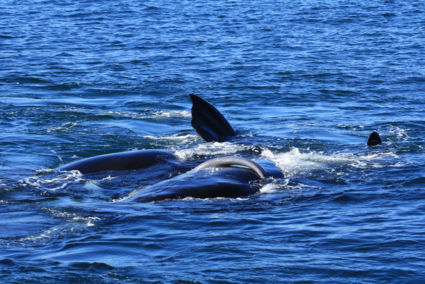Parende walvissen