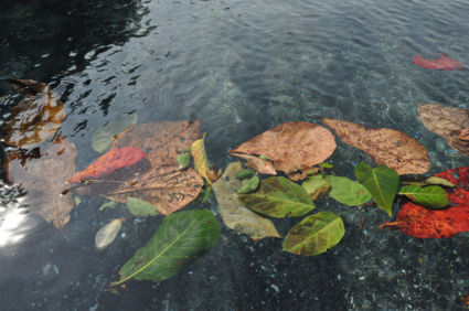 Tangkoko leaves in the North Pacific Ocean