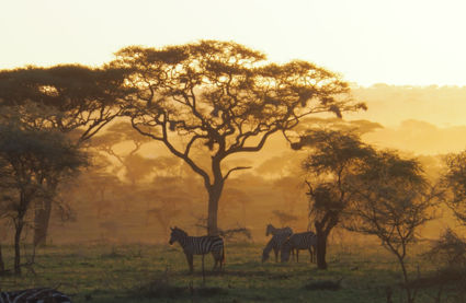 Zonsondergang in de Serengeti