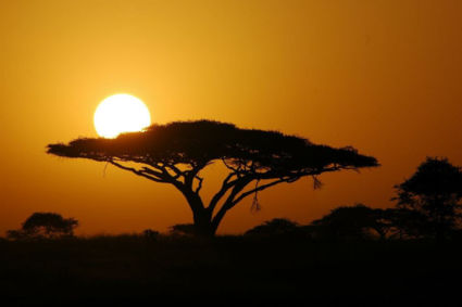 Sunset serengeti