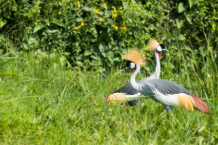 Prachtig kraanvogel koppel in Oeganda