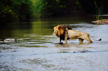 Leeuw steekt rivier over (Zuid-Afrika)