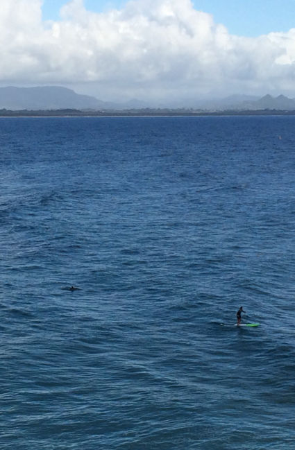 Byron Bay Surfers Dolphin