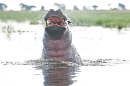 Narrow escape from Hippo assault... ©Marc Brester/AQM