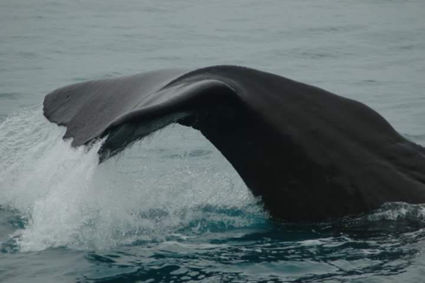 Spermwhale in New Zealand waters