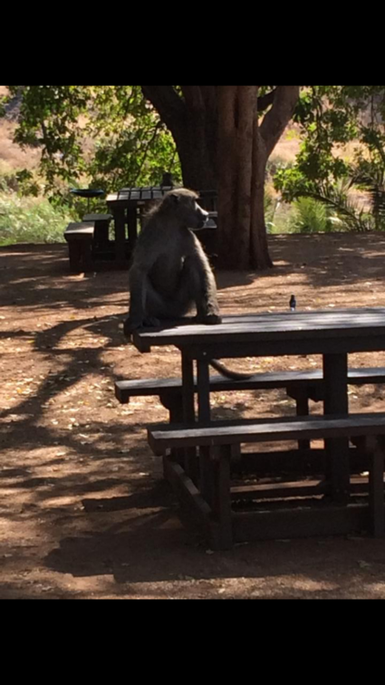 Lunchen met de apen