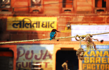 Ijsvogeltje midden in de stad - Varanasi-India -