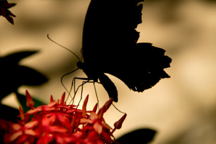 Vlinder silhouet