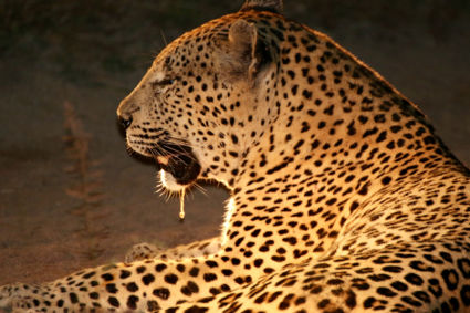 Het luipaard midden op de doorgaande weg