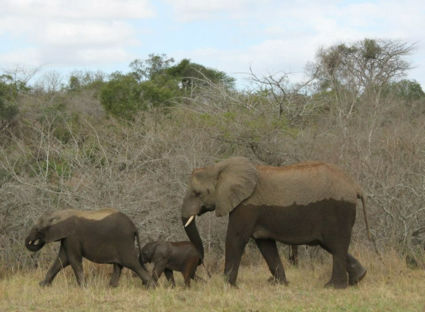 Kolonel Hatie's mars in real life!