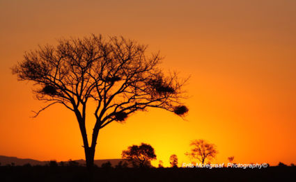 Zonsondergang Sabi Sand