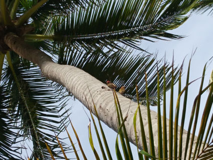 Couple of woodpeckers, making a home in a beautifull palmtree.