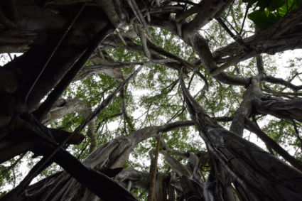 Within the eye of the trees - Oahu - Hawaï