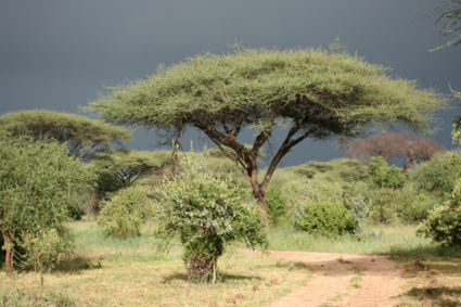Tanzania
