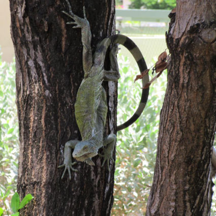Prehistorie in eigen tuin
