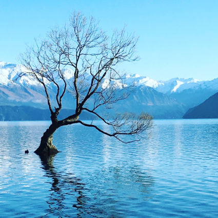 Lone tree of lake wanaka