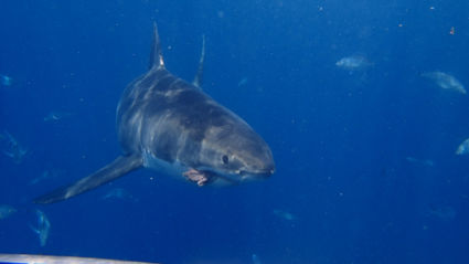 Great White Shark