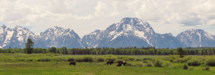 Buffels voor Grand Teton Mountains