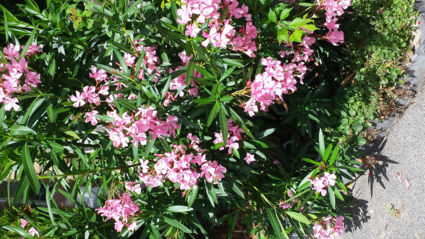 Oleander in de voortuin.den haag