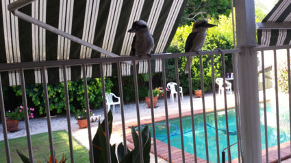 Kookabuurra (lachvogel in de tuin.