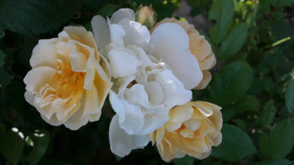 Dordogne: ' s morgens rozen met 2 kleuren, later helemaal wit