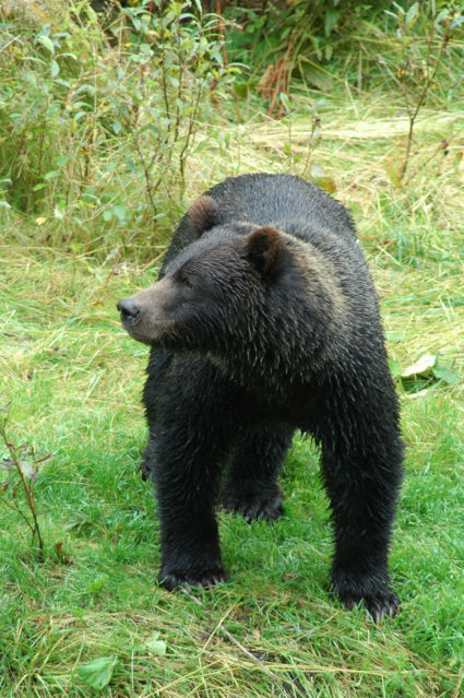 Bruine beer kijkt op zijn gemakje even rond