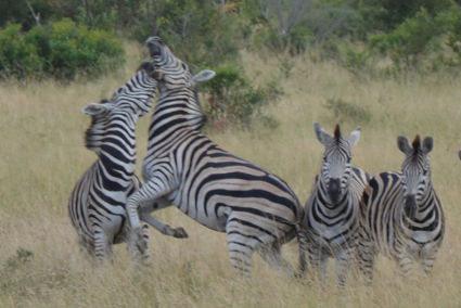 Zebra's prachtige dieren