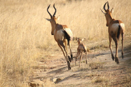 Family......in Nkomazi Game Reserve