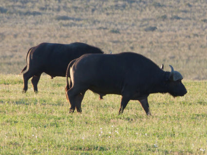 Game-drive buffels in Zuid Afrika