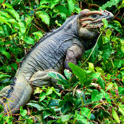 Iguana op Riu Chavon