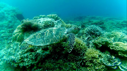 Snorkling with wild sea turtle