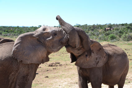 Zoenende olifanten