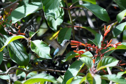 Zoonzoom of kolibrie