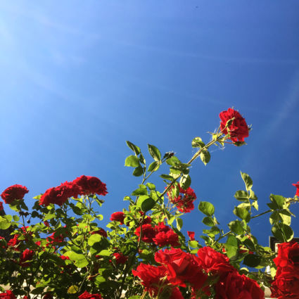 From roses to the sky